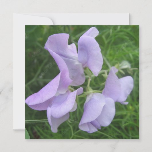 Postkarte (Vorderseite)