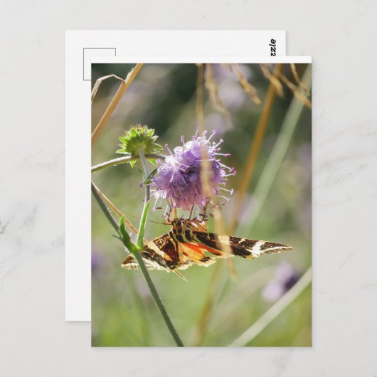 Postkarte (Vorne/Hinten)