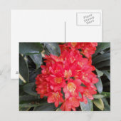 Postkarte (Vorne/Hinten)