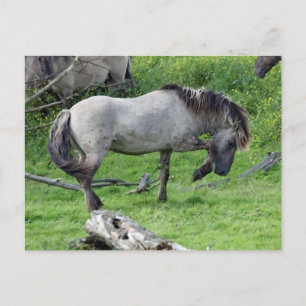 Postkarte