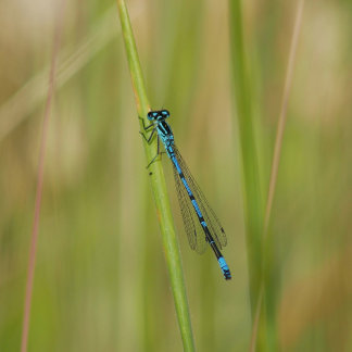 Postkarte