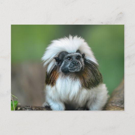 Postkarte (Vorderseite)