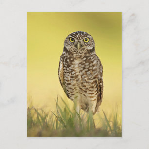 Postkarte
