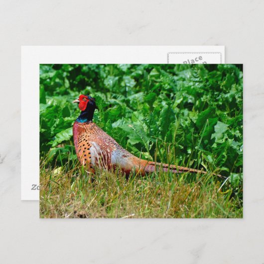 Postkarte (Vorne/Hinten)