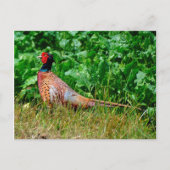 Postkarte (Vorderseite)