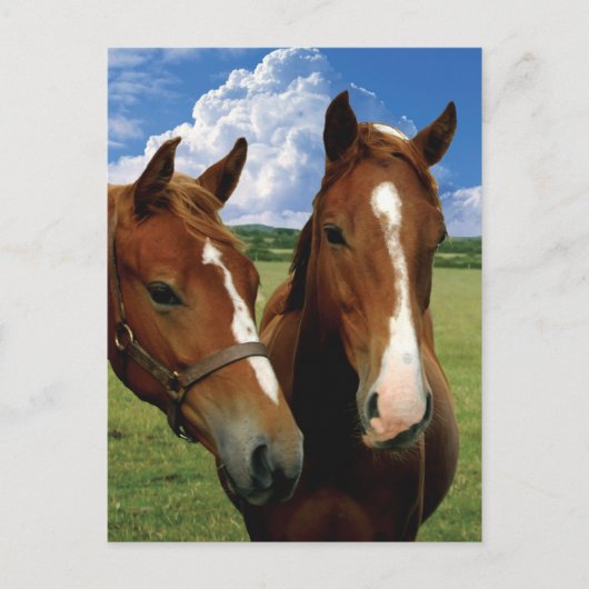 Postkarte (Vorderseite)