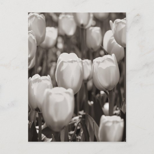 Postkarte (Vorderseite)