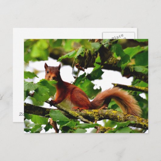 Postkarte (Vorne/Hinten)