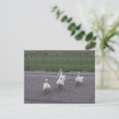 Postkarte (Stehend Vorderseite)