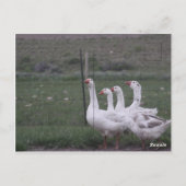 Postkarte (Rückseite)