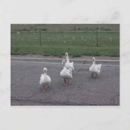 Postkarte (Vorderseite)