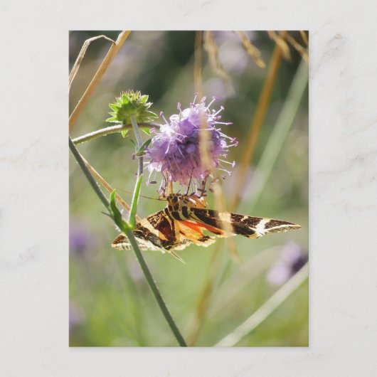 Postkarte (Vorderseite)