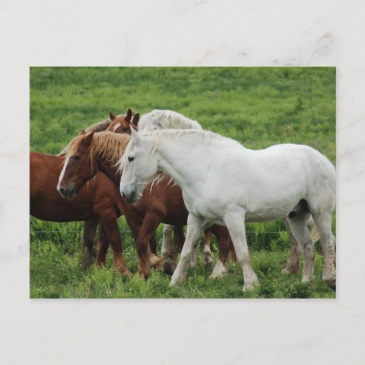 Postkarte (Vorderseite)