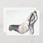 Postkarte (Vorne/Hinten)