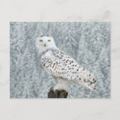 Postkarte (Vorderseite)