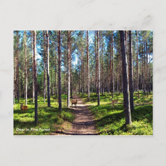 Postkarte (Vorderseite)