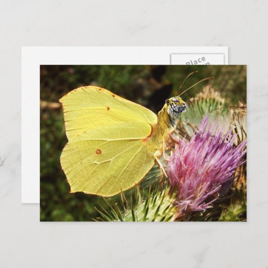 Postkarte (Vorne/Hinten)