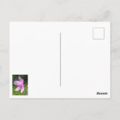 Postkarte (Rückseite)