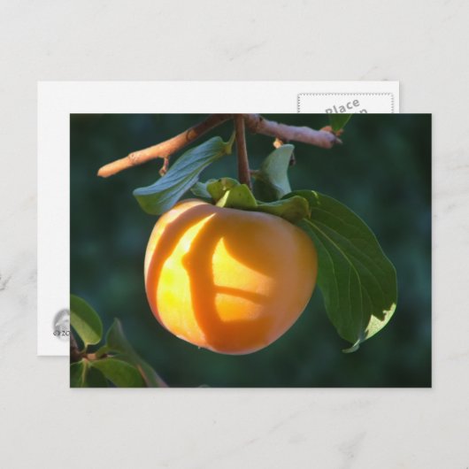 Postkarte (Vorne/Hinten)