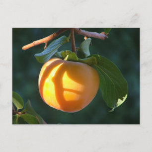 Postkarte