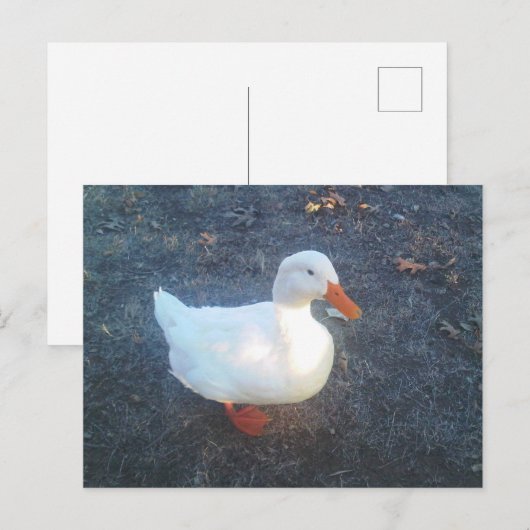 Postkarte (Vorne/Hinten)