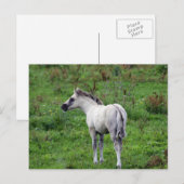 Postkarte (Vorne/Hinten)