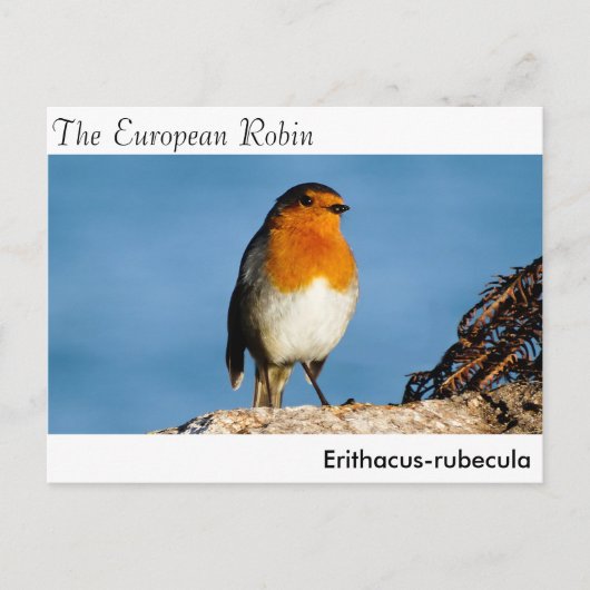 Postkarte (Vorderseite)