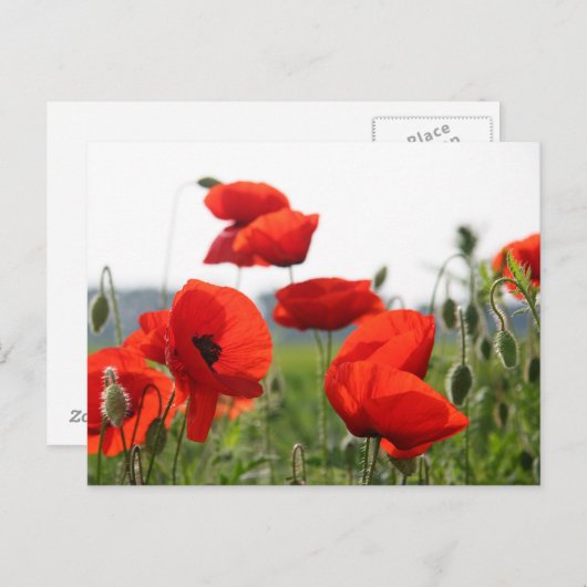 Postkarte (Vorne/Hinten)