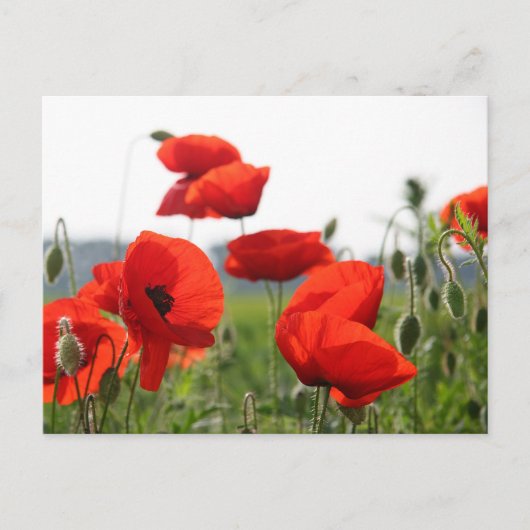 Postkarte (Vorderseite)