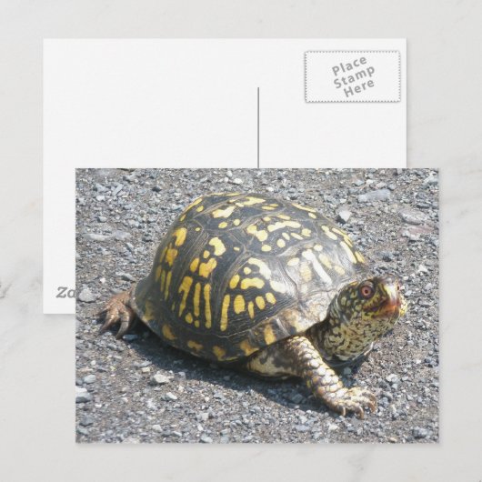 Postkarte (Vorne/Hinten)