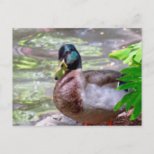 Postkarte