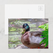 Postkarte (Vorne/Hinten)