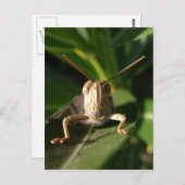 Postkarte (Vorne/Hinten)