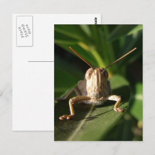 Postkarte (Vorne/Hinten)