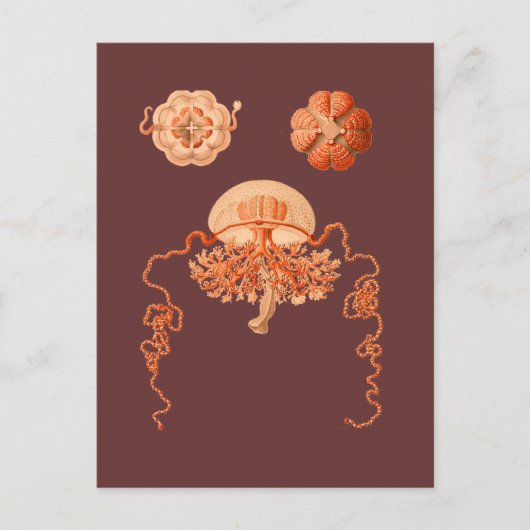 Postkarte (Vorderseite)