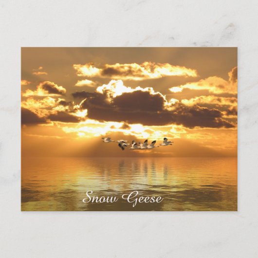 Postkarte (Vorderseite)