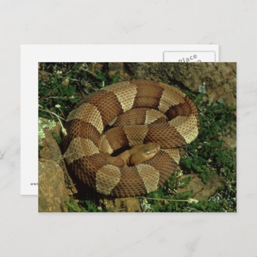 Postkarte (Vorne/Hinten)