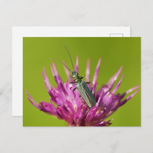 Postkarte (Vorne/Hinten)