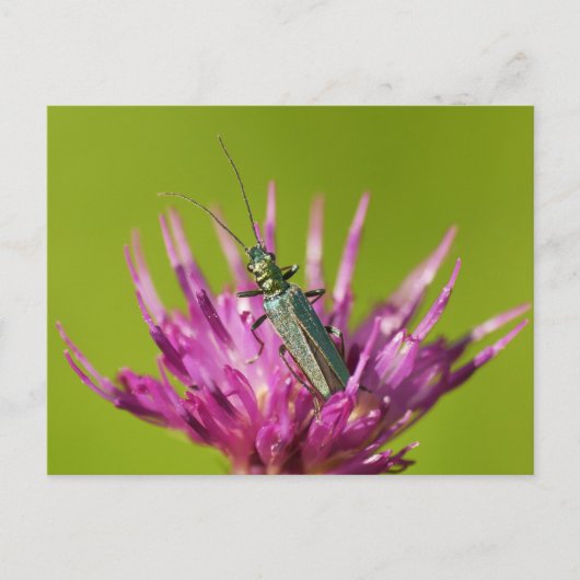 Postkarte (Vorderseite)