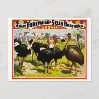Postkarte 1898 Straußenzirkus Vintage Poster