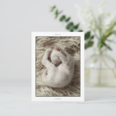 Postkarte: 5 Wochen könnte La Perm kitten Postkarte (Stehend Vorderseite)
