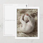 Postkarte: 5 Wochen könnte La Perm kitten Postkarte (Vorne/Hinten)