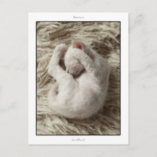 Postkarte: 5 Wochen könnte La Perm kitten Postkarte