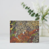 Postkarte "Acadian Tide Pool" (Stehend Vorderseite)
