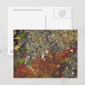 Postkarte "Acadian Tide Pool" (Vorne/Hinten)