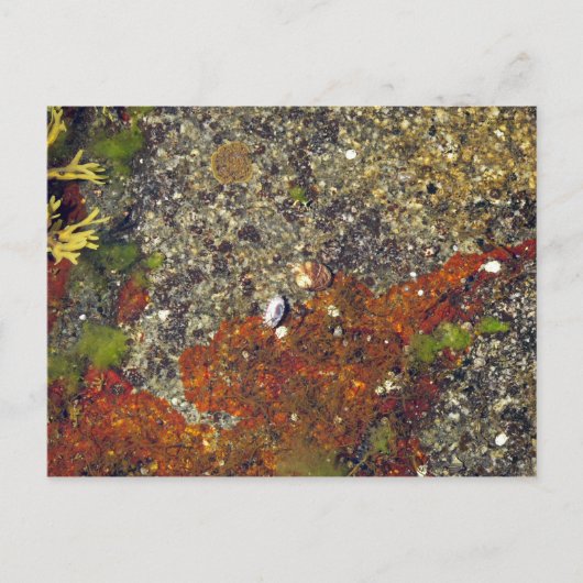 Postkarte "Acadian Tide Pool" (Vorderseite)