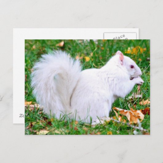 Postkarte - Albino-Eichhörnchen (Vorne/Hinten)