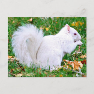 Postkarte - Albino-Eichhörnchen