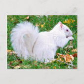 Postkarte - Albino-Eichhörnchen (Vorderseite)