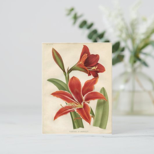 Postkarte Amaryllis (Stehend Vorderseite)